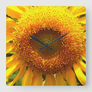Giant yellow mammoth sunflower photo square wall clock