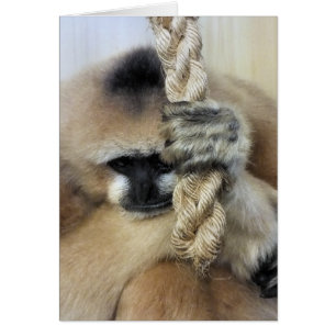 GIBBON card