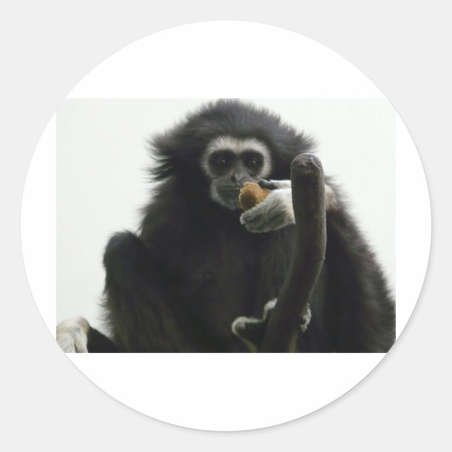 gibbon classic round sticker (Front)