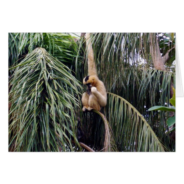 Gibbon Just Hanging Around, (Front Horizontal)