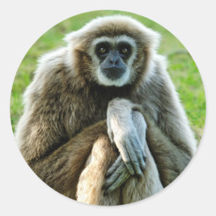 Gibbon, Let's talk about the meaning of life... Classic Round Sticker