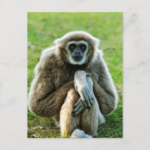 Gibbon, Let's talk about the meaning of life... Postcard
