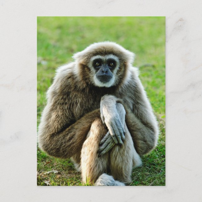 Gibbon, Let's talk about the meaning of life... Postcard (Front)