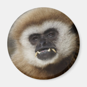 Gibbon Magnet