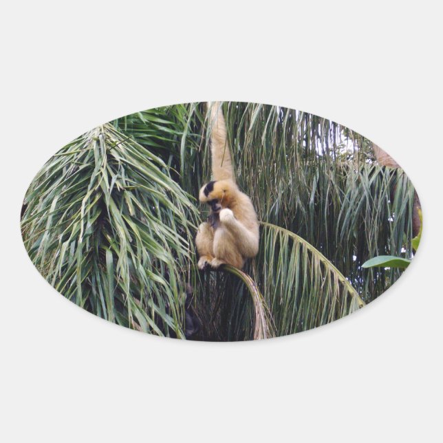 Gibbon Monkey Just Hanging Around, Oval Sticker (Front)