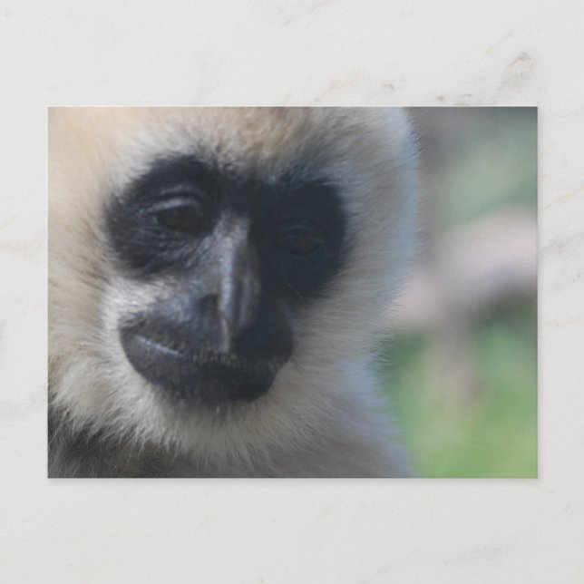Gibbon Postcard (Front)