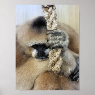 GIBBON POSTER