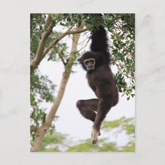 Gibbon Swinging from Tree Postcard (Front)