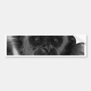Gibbon wildlife indonesia mammal bumper sticker