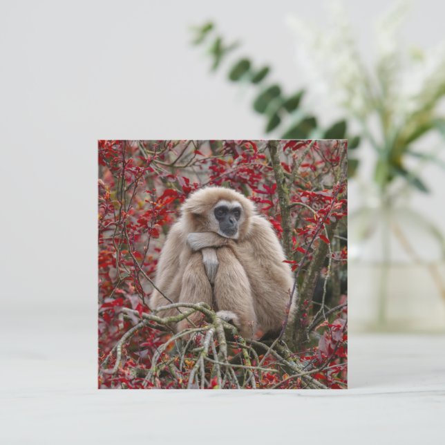 Gibbon's Solitude (Standing Front)