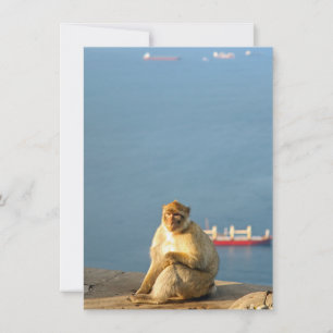 Gibraltar Barbary ape