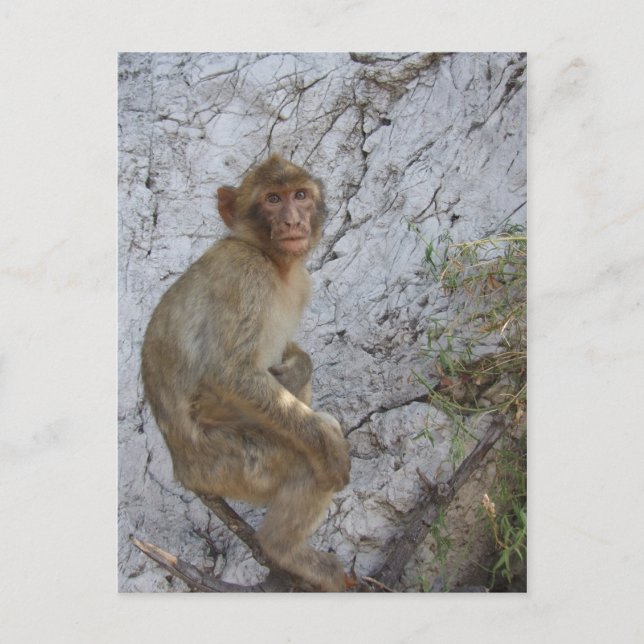 Gibraltar Monkey postcard, customise Postcard (Front)