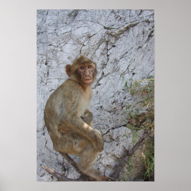 Gibraltar Monkey poster (Front)