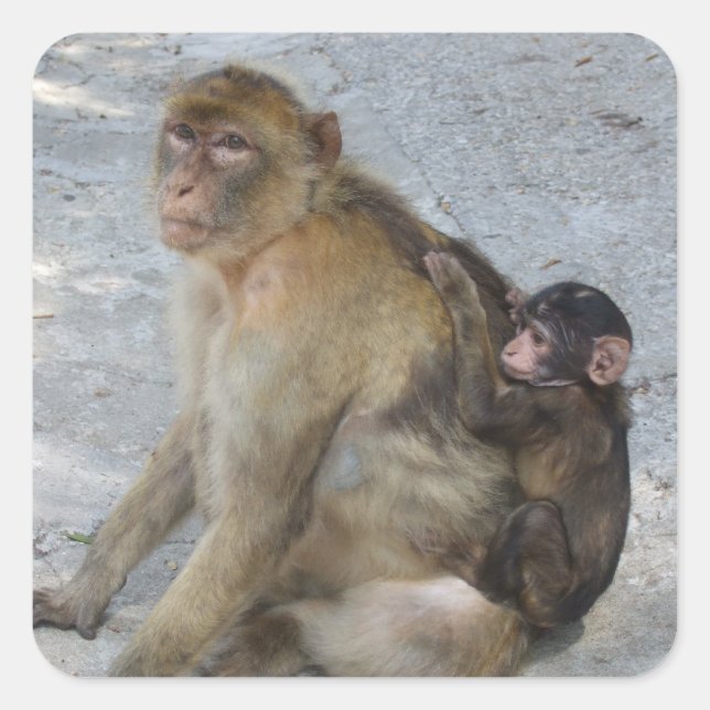 Gibraltar Monkeys stickers (Front)