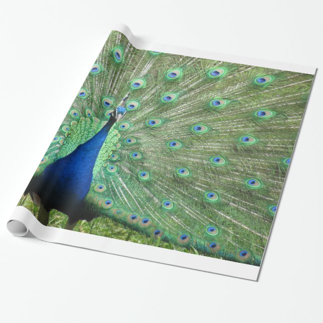 Gift Wrap - Peacock (Unrolled)