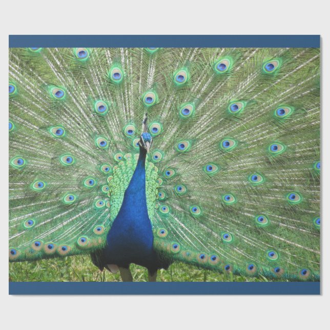 Gift Wrap - Peacock (v.2) (Flat)