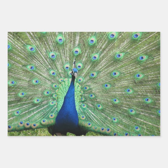 Gift Wrap Set - Peacock Images (Front)