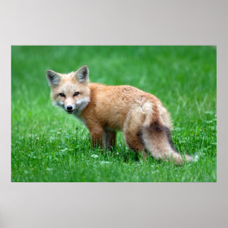 Gigantic Red Fox Poster