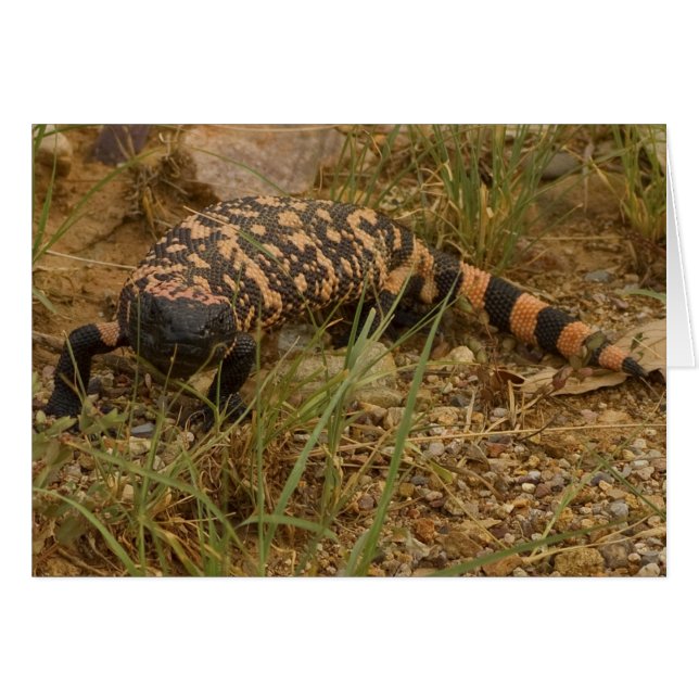 Gila Monster 041a (Front Horizontal)
