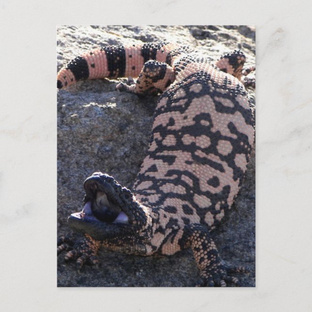 Gila Monster Postcard (Front)
