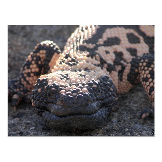 Gila Monster Postcard