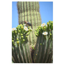 Gila Woodpecker and Cactus Blooms