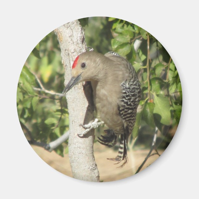 Gila Woodpecker Magnet (Front)