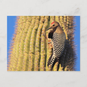 Gila Woodpecker on Saguaro Cactus in Arizona Postcard
