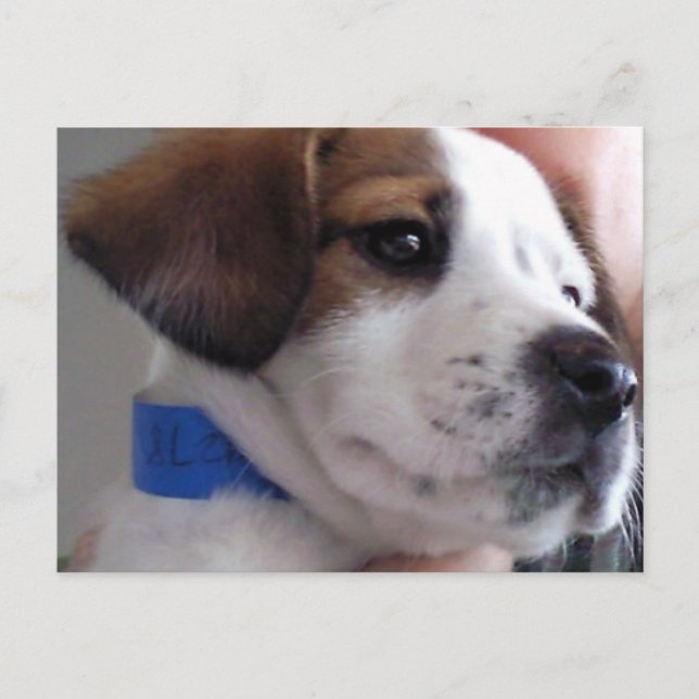 Gilbert Postcard (Front)