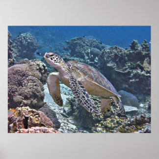 Gili Green Turtle Poster
