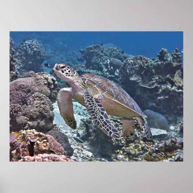 Gili Green Turtle Poster (Front)