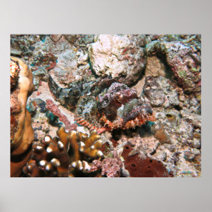 Gili Scorpionfish Poster