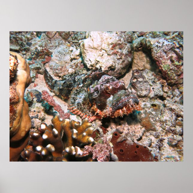 Gili Scorpionfish Poster (Front)