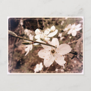 "Gilroy, California" Postcard by mDarkPoet