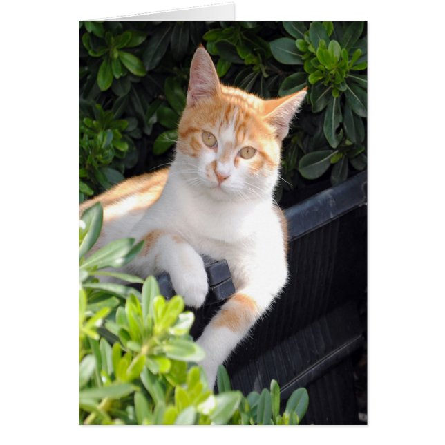 Ginger and White Cat (Front)