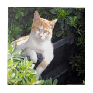Ginger and White Cat Ceramic Tile