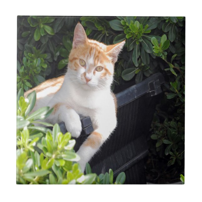 Ginger and White Cat Ceramic Tile (Front)