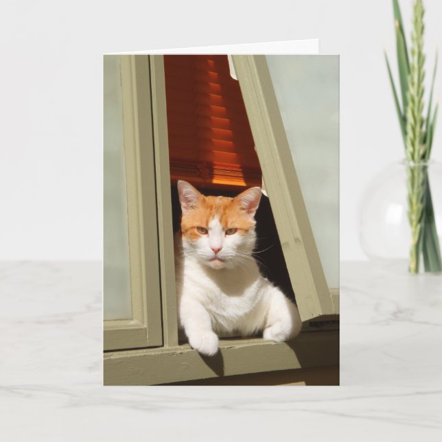 Ginger and white cat sitting at the window card (Front)
