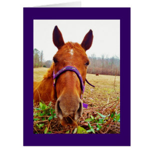Ginger Brown Horse Face