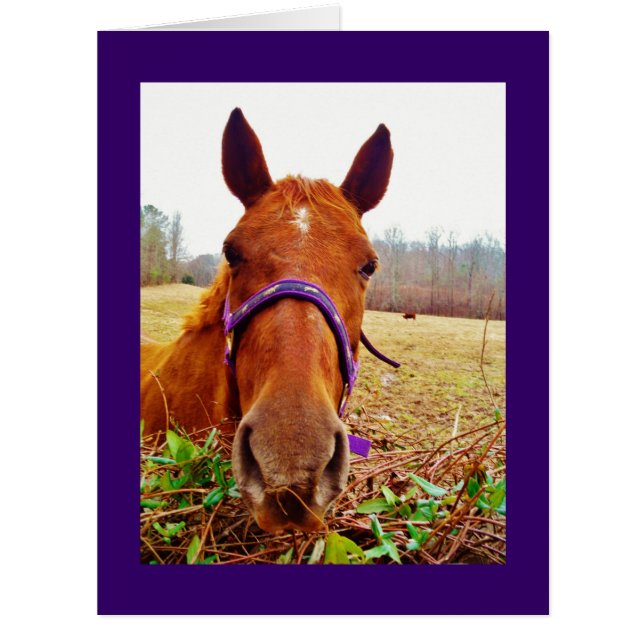 Ginger Brown Horse Face (Front)