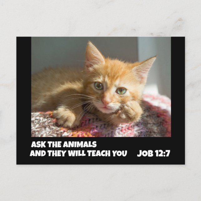 GINGER CAT ASK THE ANIMALS JOB 12:7 BIBLE VERSE POSTCARD (Front)