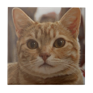 Ginger cat brown eyes  ceramic tile