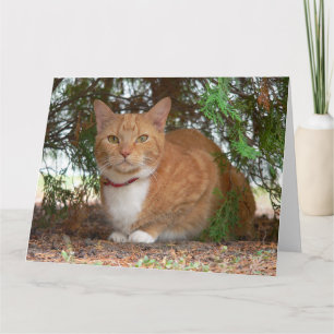 Ginger Cat Card