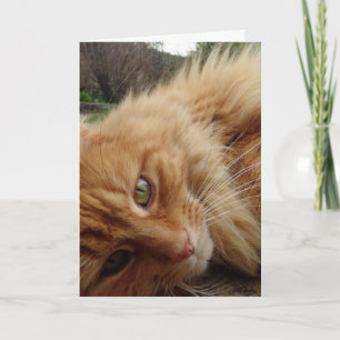 Ginger cat face card