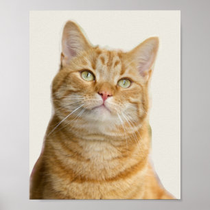 Ginger cat green eyes poster