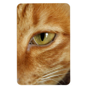 ginger cat magnet