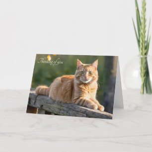 Ginger Cat On a Rustic Fence Card