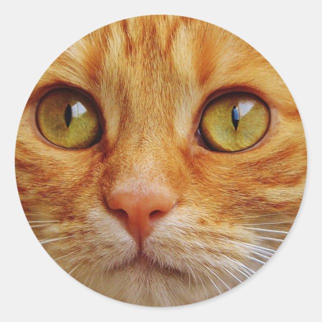 Ginger Cat Photo Classic Round Sticker (Front)