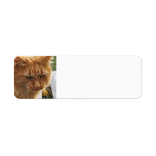 Ginger cat return address label
