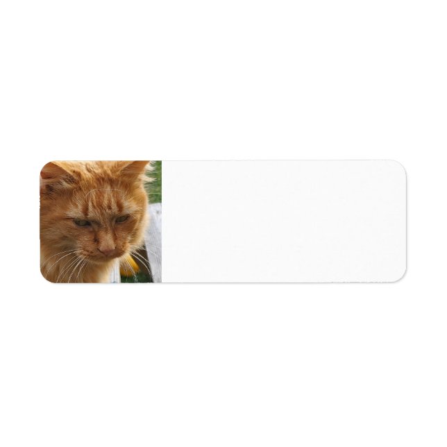 Ginger cat return address label (Front)